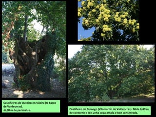 Castiñeiros de Outeiro en Viloira (O Barco
de Valdeorras).
-6,60 m de perímetro. Castiñeiro de Cernego (Vilamartín de Valdeorras). Mide 6,40 m
de contorno e ten unha copa ampla e ben conservada.
 