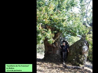 “Castiñeiro do Tio Francisco”
en Biobra.
-11 m de perímetro
 