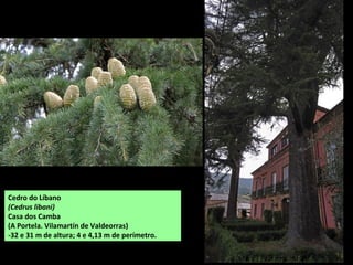 Cedro do Líbano
(Cedrus libani)
Casa dos Camba
(A Portela. Vilamartín de Valdeorras)
-32 e 31 m de altura; 4 e 4,13 m de perímetro.
 