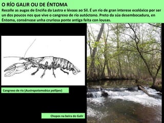 O RÍO GALIR OU DE ÉNTOMA
Recolle as augas de Enciña da Lastra e lévaas ao Sil. É un río de gran interese ecolóxico por ser...