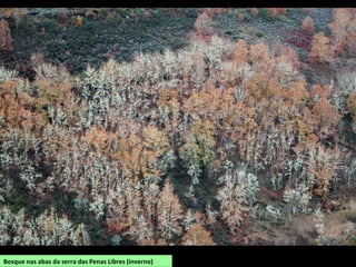 Bosque nas abas da serra das Penas Libres (inverno)
 