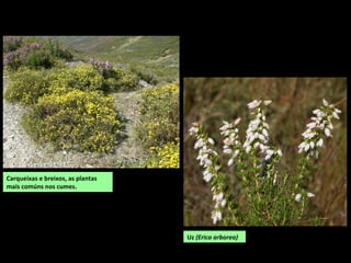 Carqueixas e breixos, as plantas
mais comúns nos cumes.
Uz (Erica arborea)
 