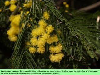 As mimosas, invasoras dos terreos incultos, exténdense por todas as áreas de clima suave de Galiza. Son as primeiras en
darlle cor á paisaxe ao cubrírense de flor antes de que remate o inverno.
 