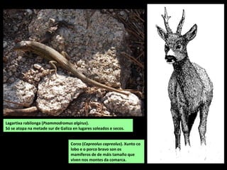 Lagartixa rabilonga (Psammodromus algirus).
Só se atopa na metade sur de Galiza en lugares soleados e secos.
Corzo (Capreolus capreolus). Xunto co
lobo e o porco bravo son os
mamíferos de de máis tamaño que
viven nos montes da comarca.
 