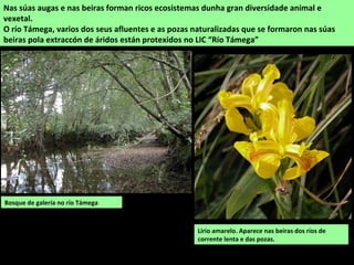 Bosque de galería no río Támega
Nas súas augas e nas beiras forman ricos ecosistemas dunha gran diversidade animal e
vexetal.
O río Támega, varios dos seus afluentes e as pozas naturalizadas que se formaron nas súas
beiras pola extraccón de áridos están protexidos no LIC “Río Támega”
Lirio amarelo. Aparece nas beiras dos ríos de
corrente lenta e das pozas.
 