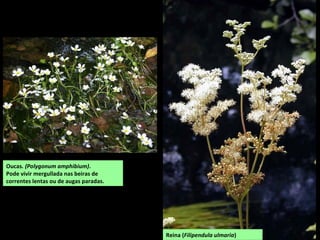 Oucas. (Polygonum amphibium).
Pode vivir mergullada nas beiras de
correntes lentas ou de augas paradas.
Reina (Filipendula ulmaria)
 