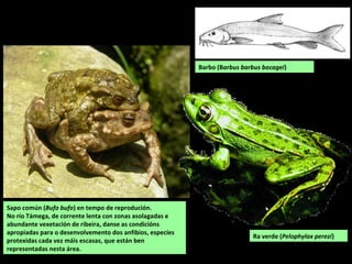 Ra verde (Pelophylax perezi)
Barbo (Barbus barbus bocagei)
Sapo común (Bufo bufo) en tempo de reprodución.
No río Támega, de corrente lenta con zonas asolagadas e
abundante vexetación de ribeira, danse as condicións
apropiadas para o desenvolvemento dos anfibios, especies
protexidas cada vez máis escasas, que están ben
representadas nesta área.
 