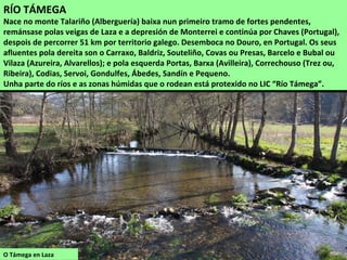 O Támega en Laza
RÍO TÁMEGA
Nace no monte Talariño (Alberguería) baixa nun primeiro tramo de fortes pendentes,
remánsase polas veigas de Laza e a depresión de Monterrei e continúa por Chaves (Portugal),
despois de percorrer 51 km por territorio galego. Desemboca no Douro, en Portugal. Os seus
afluentes pola dereita son o Carraxo, Baldriz, Souteliño, Covas ou Presas, Barcelo e Bubal ou
Vilaza (Azureira, Alvarellos); e pola esquerda Portas, Barxa (Avilleira), Correchouso (Trez ou,
Ribeira), Codias, Servoi, Gondulfes, Ábedes, Sandín e Pequeno.
Unha parte do ríos e as zonas húmidas que o rodean está protexido no LIC “Río Támega”.
 