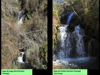 Rego da Profita (Cereixo-Támega)
Toro (Laza)
Rego de Auga Alta (Cereixo-
Támega)
 