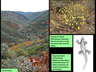 Val do Arzoá
Macela de monte
(Helichrysum stoechas).
Florece durante o verán
nas zonas máis secas de
Galiza.
Osga (Tarentola
mauritanica).
Réptil nocturto típico
do Mediterráneo. En
Galiza só aparece no
surlesta da provincia
de Ourense.
 