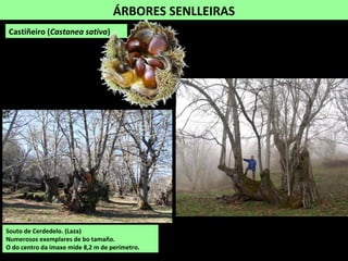 Castiñeiro (Castanea sativa)
ÁRBORES SENLLEIRAS
Souto de Cerdedelo. (Laza)
Numerosos exemplares de bo tamaño.
O do centro da imaxe mide 8,2 m de perímetro.
 