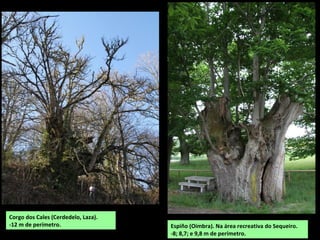 Corgo dos Cales (Cerdedelo, Laza).
-12 m de perímetro. Espiño (Oímbra). Na área recreativa do Sequeiro.
-8; 8,7; e 9,8 m de perímetro.
 