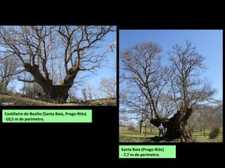 Castiñeiro do Basilio (Santa Baia, Progo-Riós)
-10,5 m de perímetro.
Santa Baia (Progo-Riós)
- 7,7 m de perímetro.
 