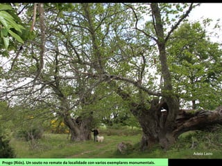 Progo (Riós). Un souto no remate da localidade con varios exemplares monumentais.
 