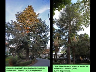 Cedro do Himalaia (Cedrus deodara) do Xardín do
Balneario de Cabreiroá. -4,47 m de perímetro.
Cedro do Atlas (Cedrus atlantica). Xardín do
Balneario de Cabreiroá (Verín).
-3,27 m de perímetro.
 