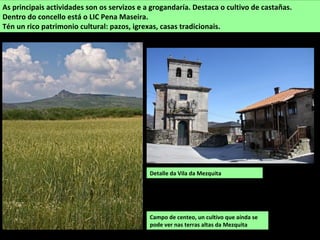 Detalle da Vila da Mezquita
As principais actividades son os servizos e a grogandaría. Destaca o cultivo de castañas.
Dentro do concello está o LIC Pena Maseira.
Tén un rico patrimonio cultural: pazos, igrexas, casas tradicionais.
Campo de centeo, un cultivo que aínda se
pode ver nas terras altas da Mezquita
 
