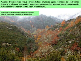 Vexetación na serra do Invernadeiro: matogueiras,
especies caducifolias e piñeiros de repoboación.
A grande diversidade do relevo e a variedade de alturas da lugar á formación de ecosistemas
diversos: pradeiras e matogueiras nos cumes, fragas nas abas avesías e soutos nas áreas máis
humanizadas que acollen a unha rica e variada fauna.
 