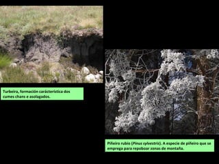 Turbeira, formación carácterística dos
cumes chans e asolagados.
Piñeiro rubio (Pinus sylvestris). A especie de piñeiro que se
emprega para repoboar zonas de montaña.
 