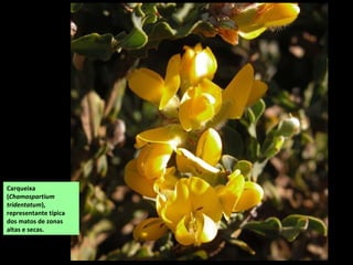 Carqueixa
(Chamaspartium
tridentatum),
representante típica
dos matos de zonas
altas e secas.
 