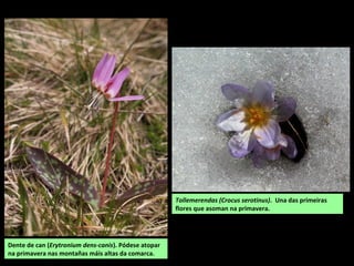 Dente de can (Erytronium dens-canis). Pódese atopar
na primavera nas montañas máis altas da comarca.
Tollemerendas (Crocus serotinus). Una das primeiras
flores que asoman na primavera.
 