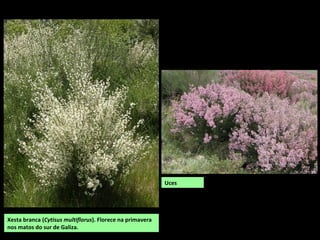 Uces
Xesta branca (Cytisus multiflorus). Florece na primavera
nos matos do sur de Galiza.
 