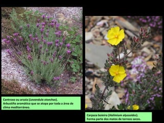 Carpaza boieira (Halimium alyssoides).
Forma parte dos matos de terreos secos.
Cantroxo ou arzaia (Lavandula stoechas).
Arbustiño aromático que se atopa por toda a área de
clima mediterráneo.
 