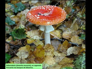 Rebentabois (Amanita muscaria), un cogomelo
frecuente nos bosques de bidueiros.
 