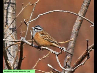 Escribenta riscada (Emberiza cia)
 