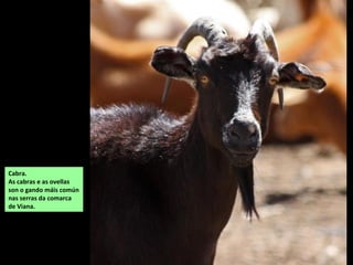 Cabra.
As cabras e as ovellas
son o gando máis común
nas serras da comarca
de Viana.
 