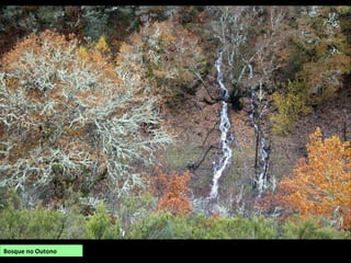 Bosque no Outono
 