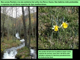 Ponte romana sobre o río Conso, no camiño de
Pradoalvar ao castelo de Cerveira. Declarado ben de
interese cultural.
Muíño e Penafurada, no río Pentes en Barxas (A Gudiña)
O furado, de entre 20 e 30 m de longo, desvía a corrente do
río Pentes para permitir o acceso ás bocas das minas de
Valgrande (estano e o volframio) sen ter que pasar pola
auga.
 