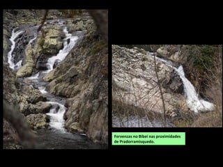 Canón do Bibei en Pradorramisquedo.
A estrada que vai de Viana do Bolo a Pradorramisquedo
e Porto de Sanabria segue o canón do Bibei. En diversos
puntos pódense ver vistas espectaculares do río,
fervenzas, pozas…
RÍO BIBEI
Nace na vertente zamorana de Pena Trevinca a 1.900 m de altura. Percorre os concellos de
Viana do Bolo, o Bolo, Manzaneda, Pobra de Trives e fai a divisoria entre Ribas de Sil e
Quiroga. Desemboca no Sil nas proximidades de Montefurado.
O seu curso alto, de direción norte sur, salva un forte desnivel aproveitando antigos vales
glaciares labrados en granitos e gneis “ollo de sapo” . Cando penetra en Galiza vira
bruscamente ao Norte e rodea o Macizo de Pena Trevinca. Desde Viana do Bolo (a 733 m de
altura) ata que se une co Sil (a 290 m) o Bibei discorre por un canón de 40 km de lonxitude e
ata 500 m de profundidade excavado en granitos, xistos e gneis.
Na comarca de Viana recibe pola esquerda ao Sariñas,
Camba e Conso; e pola dereita Sete Nabos, Campiña,
Porta da Arca e Pontón. No inverno increméntase o
caudal cos numerosos regos que baixan das serras
formando fermosas fervenzas.
 