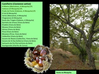 Río Mente no linde entre
A Gudiña e Riós
Río Parada (Mente)
na Urdiñeira
 