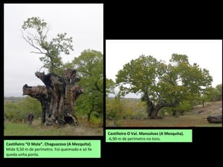 Souto na Mezquita
Castiñeiro (Castanea sativa)
A Ribeira (Manzalvos, A Mezquita) (P)
Cádavos (A Mezquita) (P)
Prado da Ponte (Cádavos, A Mezquita) (P)
O Val (A Mezquita)
Varios (Manzalvos, A Mezquita)
Chagoazoso (A Mezquita)
Souto dos Trogais (Cádavos, A Mezquita)
Quintela de Umoso (Viana do Bolo)
Dradelo (Viana do Bolo)
Mesexo (Viana do Bolo)
Edroso (Viana do Bolo)
Pinza (Viana do Bolo)
Mosexos (Pinza, Viana do Bolo)
Caldesiños (Viana do Bolo)
Seoane de Abaixo (Caldesiños, Viana do Bolo)
Seoane de Arriba (Solbeira) (Viana do Bolo)
Santuario do Pai Eterno(Viana do Bolo)
Soutogrande (Vilariño de Conso)
 