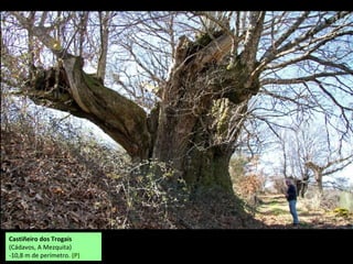 Castiñeiro da Ribeira. Manzalvos (A Mezquita)
Ten arredor de 500 anos, 25 m de altura e 10,85
m de perímetro no toro. (P)
Castiñeiro das Necas-Prado da Ponte
(Cádavos, A Mezquita)
-9,60 m de perímetro. (P)
 