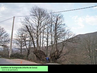 Castiñeiro O Val. Manzalvos (A Mezquita).
-6,90 m de perímetro no toro.
Castiñeiro “O Mola”. Chaguazoso (A Mezquita).
Mide 9,50 m de perímetro. Foi queimado e só lle
queda unha ponla.
 