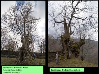Castiñeiro dos Trogais
(Cádavos, A Mezquita)
-10,8 m de perímetro. (P)
 