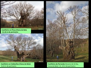 Castiñeiro de Soutogrande (Vilariño de Conso)
-12,5 m de perímetro.
 