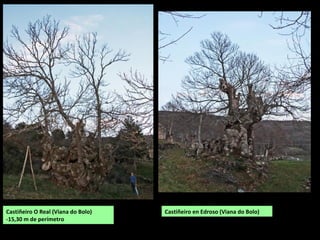 Castiñeiro de Dradelo. Viana do Bolo.
Castiñeiro en Seoane de Arriba
(Solbeira, Viana do Bolo)
-9,65 m de perímetro.
 