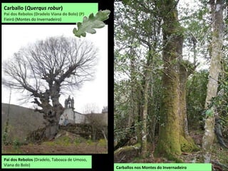 Castiñeiro da Parranda (Seoane de Arriba,
Viana do Bolo) -12, 10 m de perímetro
Castiñeiro en Pinza (Viana do Bolo
-11,16 m de perímetro
Castiñeiro en Caldesiños (Viana do Bolo)
-8,16 m de perímetro
 