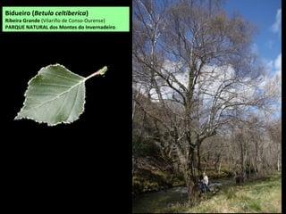 Castiñeiro O Real (Viana do Bolo)
-15,30 m de perímetro
Castiñeiro en Edroso (Viana do Bolo)
 