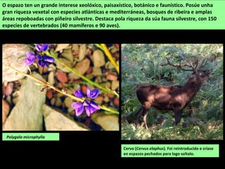 Bidueiro (Betula celtiberica)
Ribeira Grande (Vilariño de Conso-Ourense)
PARQUE NATURAL dos Montes do Invernadeiro.
 