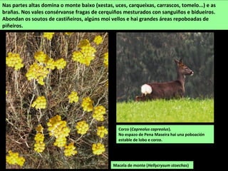 Cimbro (Juniperus conmunis). Unha
conífera rastreira que só se atopa
nas alturas das serras orientais.
A maior parte do macizo está cuberto por mato de uces brancas e rosas, queirugas,
carqueixas, arandeiras e carpazas. Nas partes altas aparecen xenebreiros e xestas olorosas.
Nas depresións impermeábeis hai turbeiras con esfagnos, rorelas e outras especies típicas.
So no fondo dos vales máis inaccesibles sobreviven algúns bosques autóctonos formados por
carballos, bidueiros, acivros, capudres ou escanfrés, e nalgúns puntos teixos. Neste espazo
atópanse especies de plantas e animais de gran interese e numerosos endemismos.
Ra patilonga
 