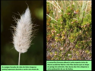 As espigas lanudas de rabo de lebre (Lagurus
ovatus) aparecen durante o verán nos areais do
A camariña (Corema album) é unha especie única do
litoral occidental Ibério e das Illas Azores que se atopa
en perigo de extinción. Nas dunas das Cíes atópanse a
única poboación do sur de Galiza.
 