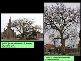 Carballo de Amoedo (Pazos de Borbén)
-3,75 m de perímetro.
Carballo (Quercus robur) do Adro de Moscoso
(Pazos de Borbén).
-3,30 m de perímetro.
 