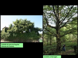 Carballo do pazo do Pegullal
(Salceda de Caselas)
Carballo en Barragán
 
