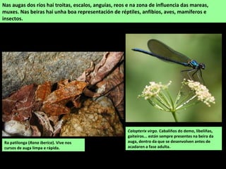 Ra patilonga (Rana iberica). Vive nos
cursos de auga limpa e rápida.
Nas augas dos ríos hai troitas, escalos, anguías, reos e na zona de influencia das mareas,
muxes. Nas beiras hai unha boa representación de réptiles, anfibios, aves, mamíferos e
insectos.
Calopterix virgo. Cabaliños do demo, libeliñas,
gaiteiros... están sempre presentes na beira da
auga, dentro da que se desenvolven antes de
acadaren a fase adulta.
 