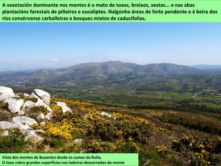 A vexetación dominante nos montes é o mato de toxos, breixos, xestas... e nas abas
plantacións forestais de piñeiros e eucaliptos. Nalgúnha áreas de forte pendente e á beira dos
ríos consérvanse carballeiras e bosques mixtos de caducifolias.
Vista dos montes de Buxantes desde os cumes da Ruña.
O toxo cobre grandes superficies nas ladeiras descarnadas do monte
 