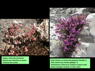 Sedum. Unha das primeiras
plantas que colonizan as zonas
rochosas dos cumes
Erica cinerea, un breixo de pequeno tamaño, o
máis común nos montes galegos. D
esénvólvese e florece en calquera espazo onde
poida conseguir suxeitar as súas raíces.
 
