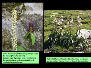 A abrodia (Asphodellus albus) é unha planta oportunista
que aproveita a riqueza do terreo despois dos incendios.
Flores de couselo (Umbilicus ruspestris) e herba
das feridas (Prunella vulgaris).
Calquera lugar é propicio para o asentameno
das plantas, como neste caso, as pedras da
capela de San Bartolomeu.
 